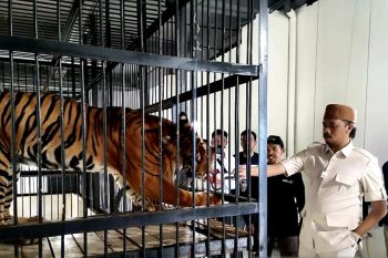 Pemkot Bukittinggi komitmen jaga kelestarian Harimau