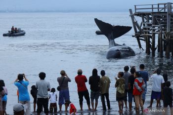 Paus sperma terdampar dan mati di perairan Banyuwangi akan diautopsi untuk riset