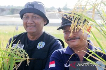 Bung Karna panen padi uji coba bibit unggul BK Situbondo
