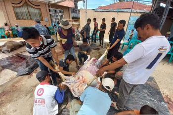 Kasus Sapi Kurban belum terungkap, Kemenag Bukittinggi imbau waspadai Calo