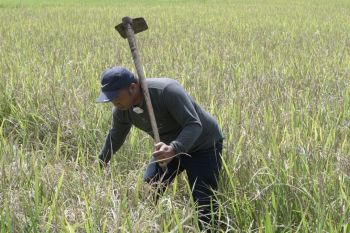 Program Mandiri Benih Sulsel bawa berkah bagi petani di Maros
