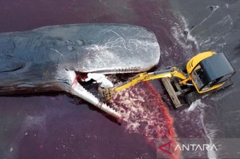 Evakuasi Paus Sperma yang mati terdampar di Pantai Warudoyong Banyuwangi