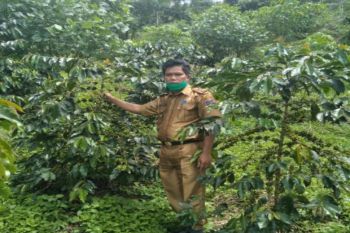 Empat kerbau di Mamasa diduga terjangkit PMK