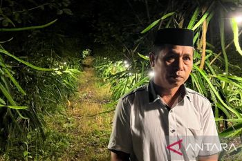 Petani Sinjai akui pendapatan meningkat berkat bohlam PLN