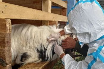 Dinas Pertanian Bandarlampung catat 20 ekor ternak kambing terinfeksi PMK