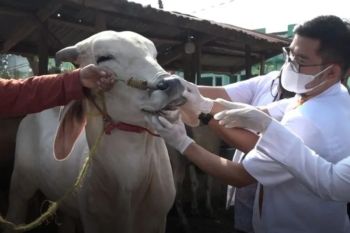 Distan Bandarlampung vaksinasi PMK tahap kedua untuk 150 sapi