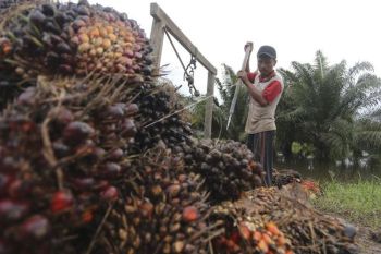 Pemkab Muba gunakan aplikasi digital awasi perkebunan sawit