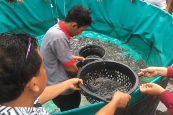 Pertamina Patra Niaga Regional Sumbagsel bantu "Kampung Lele Eka Jaya" Jambi