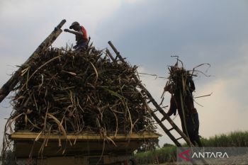 Harga tebu di Jombang