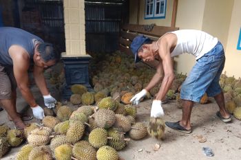 Permintaan durian Lubukbasung Agam cukup tinggi dari provinsi tetangga