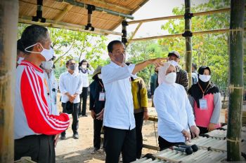 Presiden Joko Widodo minta rumah tangga manfaatkan lahan pekarangan tanam cabai
