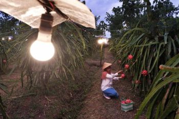 PLN ajak masyarakat untuk migrasi dari energi minyak ke listrik