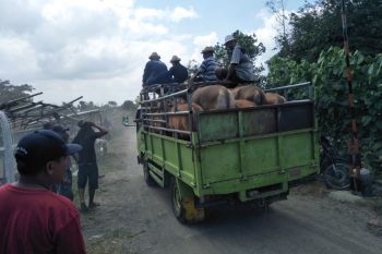 Pasar Hewan di Lombok Tengah dibuka pekan depan
