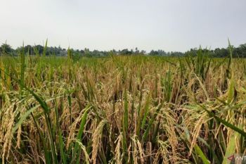 Pemerintah genjot produksi sejumlah pangan lokal, subtitusi komoditas impor