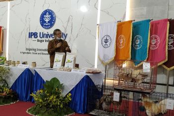 Ayam pedaging lokal dikembangkan IPB