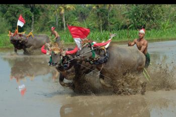 Mekepung Lampit meriahkan HUT Kemerdekaan RI