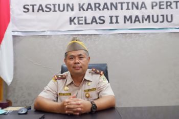 Karantina Pertanian Mamuju telah menerbitkan sertifikat 2.423 ton beras