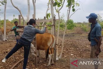 Gubernur Laiskodat sebut NTT masih bebas kasus PMK