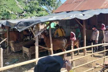 Distan: Capaian vaksinasi PMK di Loteng 4.712 dosis