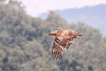 TNGHS dan IPB lepasliarkan elang jawa