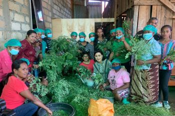 Dapur Kelor gandeng  Korem 161/WS serap 36 ton kelor dari warga perbulannya