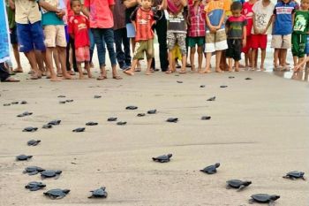 Pemuda di Manggarai Barat lepas 422 tukik