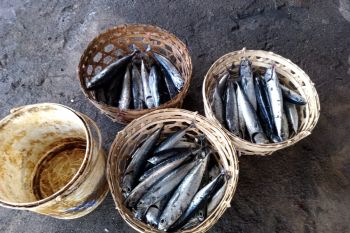 Hasil tangkapan ikan nelayan Mataram mencapai 2.200 ton per tahun