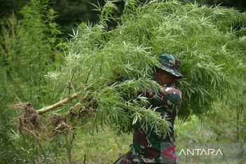 Pemusnahan empat hektare ladang ganja di Aceh