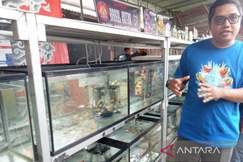 Bantul menggelar festival ikan hias angkat potensi Desa Wisata Kadisoro