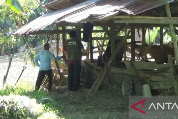 Sebanyak 934 ekor sapi di Pasbar sembuh dari PMK