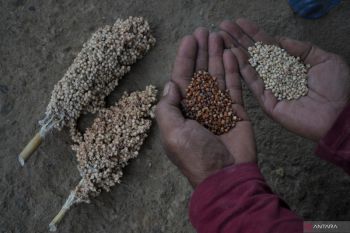 BPOM monitors sorghum development to achieve food security