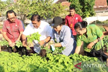 Pemkab Buleleng olah lahan tidur jadi kebun sayur organik
