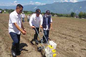 Pemkab Sigi  kembangkan peternakan sapi terintegrasi pertanian jagung
