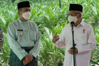 Wapres Ma'ruf Amin tanam kecambah kelapa sawit unggul bersama 100 santri di Kampar Riau