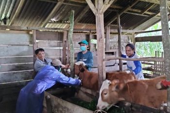 Penanganan PMK, Pemkab Batang targetkan zero kasus