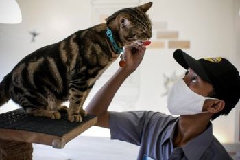 Hotel khusus kucing kini kembali laris manis