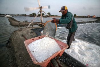 Petani garam alami kerugian akibat dugaan korupsi impor garam industri