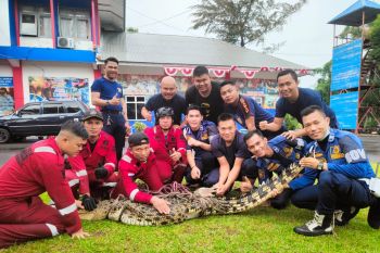 Damkar Bengkulu selamatkan buaya muara masuk ke keramba nelayan