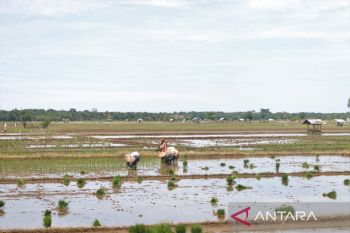 Pemkab Pasbar jaga ketahanan pangan dengan penetapan lahan sawah dilindungi