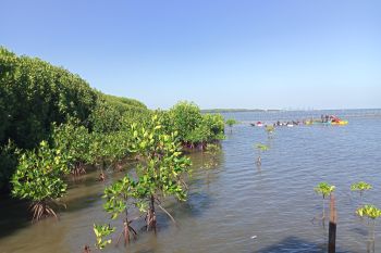 Luwu dan Lutra penyumbang terbesar kerusakan mangrove di Sulsel