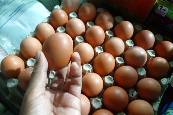 Produksi telur ayam di Kota Tanjungpinang surplus