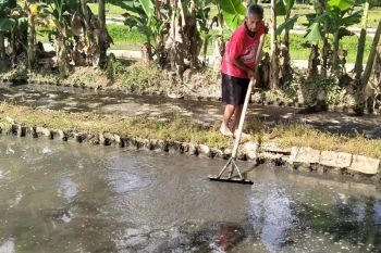 DKP Kulon Progo mendampingi pembudidaya cacing sutra di Banjarharjo