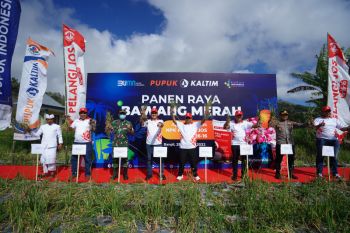 Panen raya NPK Pelangi JOS produksi bawang merah Kintamani naik 41%