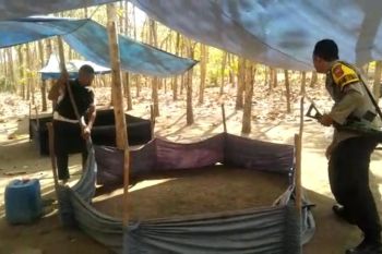 Pejudi ayam di Alas Barat kocar kacir digerebek, empat motor tertinggal