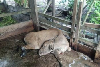 Waduh, 12 sapi bantuan Baznas Siak terjangkit  penyakit mulut dan kuku