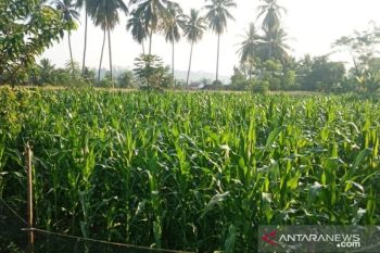 Produksi jagung di Agam 62.690 ton selama enam bulan