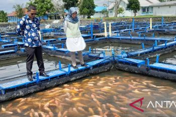 Realisasi produksi ikan di Pasbar hingga akhir 2022 mencapai 77.833 ton