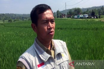 Pemkab Boyolali tingkatkan produksi gabah untuk jaga ketahanan pangan