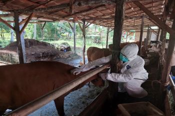 Setiap hari 100 ekor sapi di Kobar divaksinasi cegah PMK