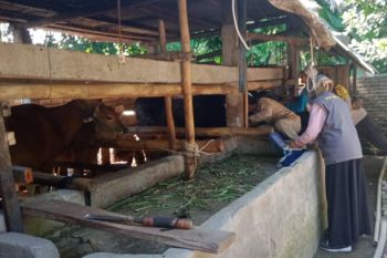 23 Ribu ternak di Lombok Tengah divaksin PMK